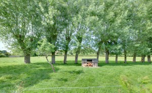 Explore the paddock and meet the sheep and chickens